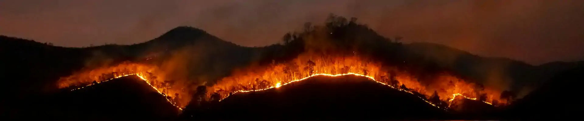 Forest wildfire at night